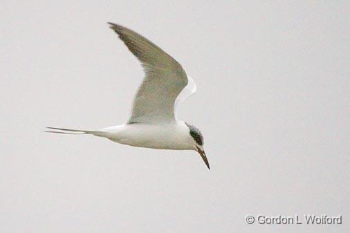 Tern In Foggy Flight_33483.jpg - Photographed along the Gulf coast near Port Lavaca, Texas, USA.